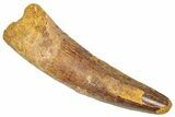Fossil Spinosaurus Tooth - Real Dinosaur Tooth #357808-1